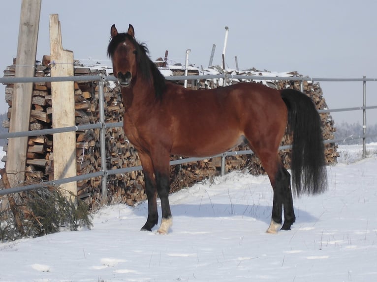 Arabian horses Stallion Brown in Neumarkt-Sankt Veit