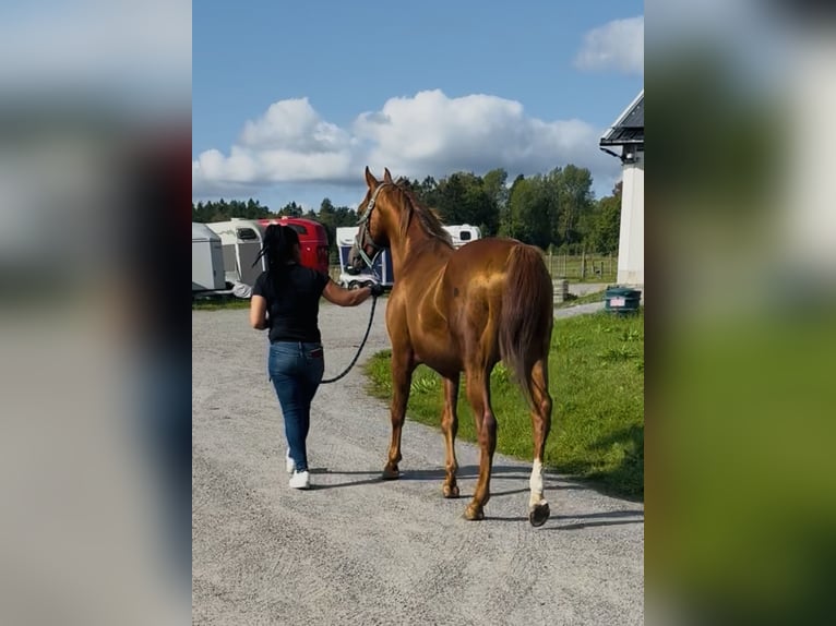 Arabian horses Stallion Brown in H&#xE4;stveda