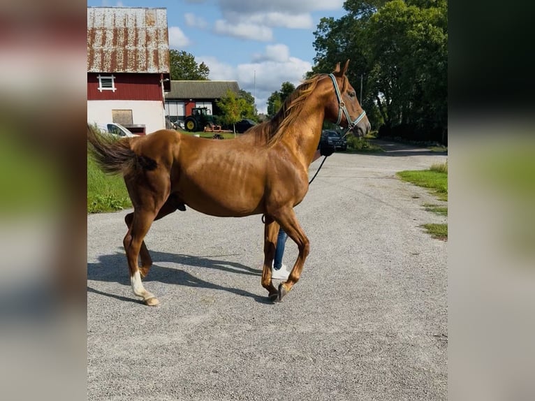 Arabian horses Stallion Brown in H&#xE4;stveda