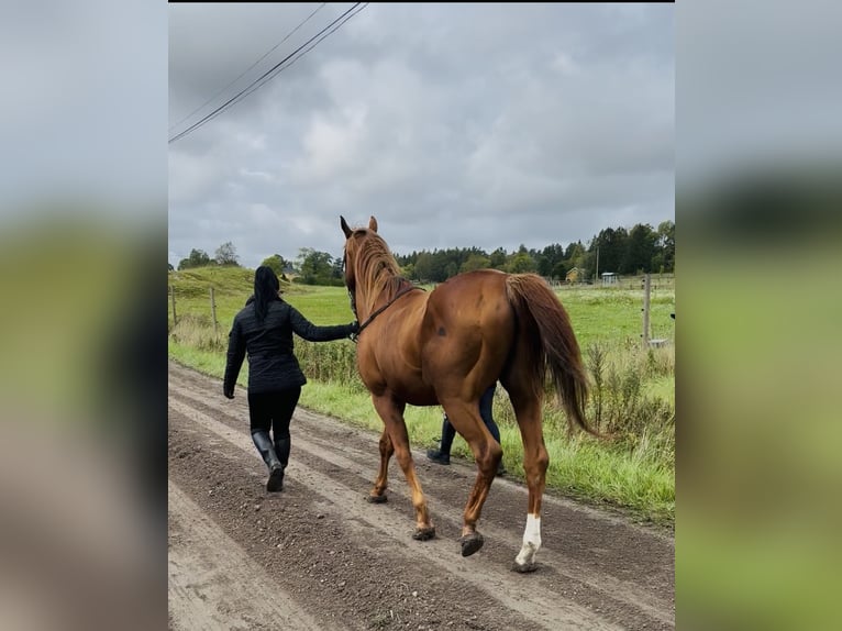 Arabian horses Stallion Brown in H&#xE4;stveda