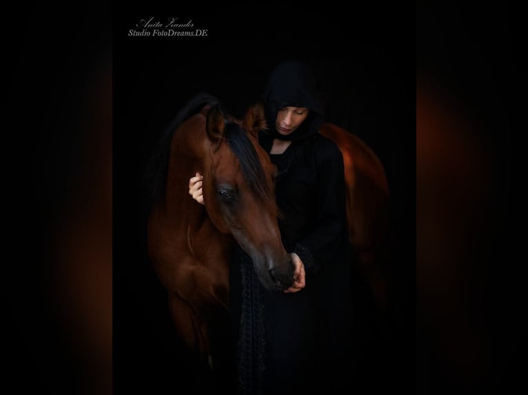 Arabian horses Stallion Brown in Lahntal