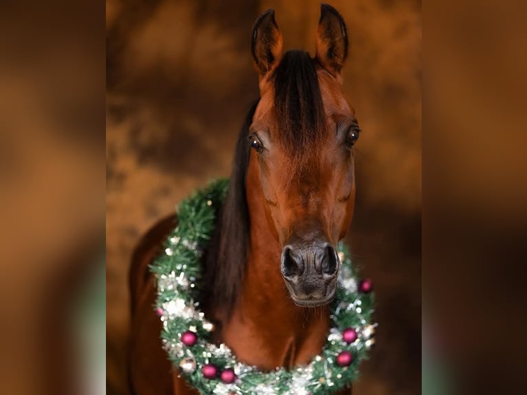 Arabian horses Stallion Brown in Lahntal