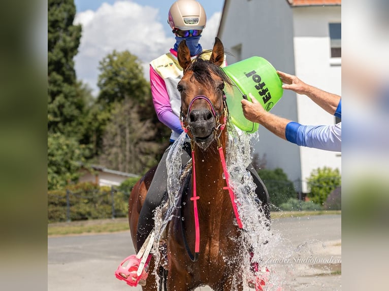 Arabian horses Stallion Brown in Lahntal