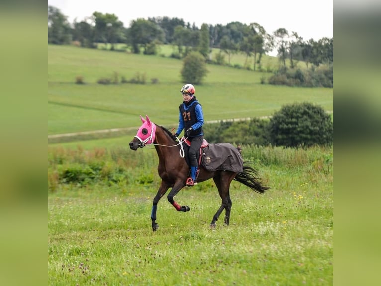 Arabian horses Stallion Brown in Lahntal