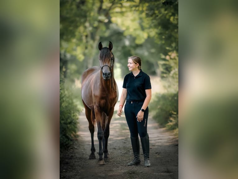 Arabian horses Stallion Brown in Caumont