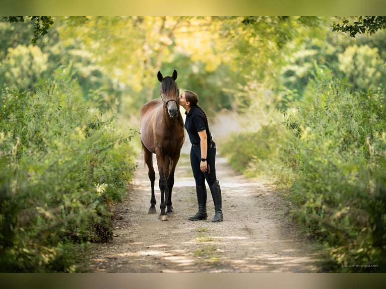 Arabian horses Stallion Brown in Caumont