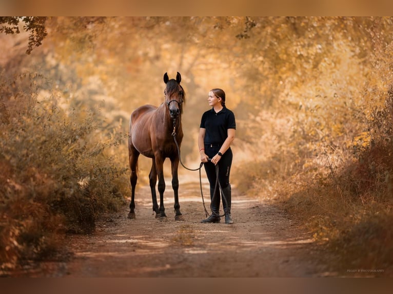 Arabian horses Stallion Brown in Caumont