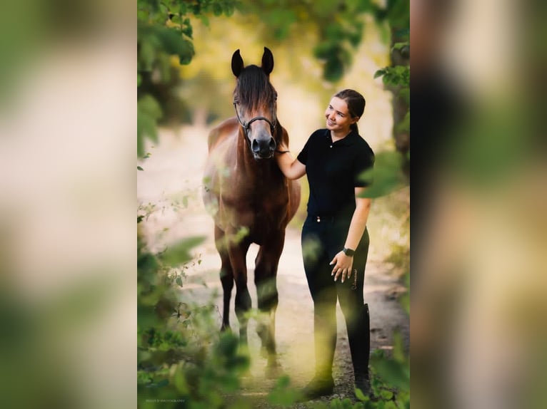 Arabian horses Stallion Brown in Toulouse