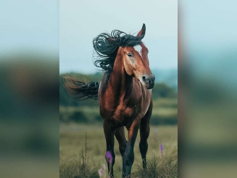 Arabian horses Stallion Brown-Light in Zagreb