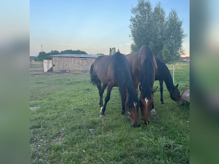 Arabian horses Stallion Brown-Light in Zagreb