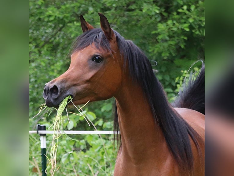 Arabian horses Stallion Brown in Zuidoostbeemster