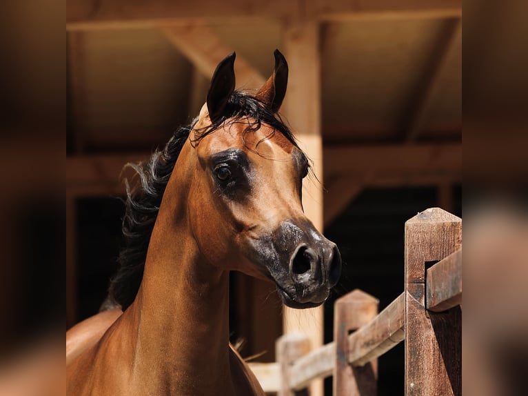 Arabian horses Stallion Brown in Zuidoostbeemster