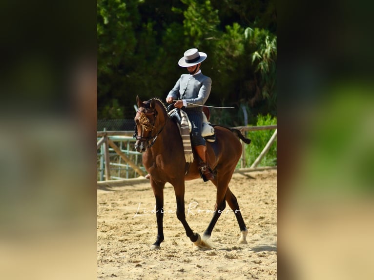 Arabian horses Stallion Brown in Zuidoostbeemster