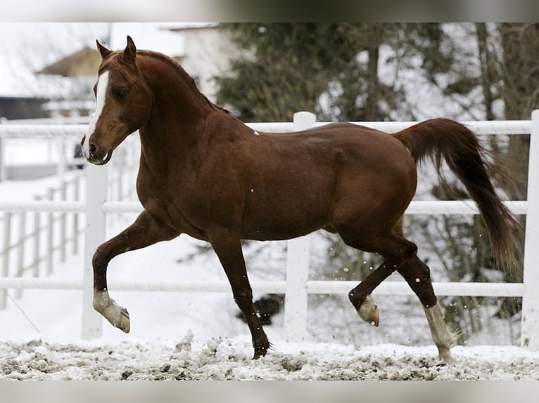 Arabian horses Stallion Chestnut-Red in S&#xF6;ll