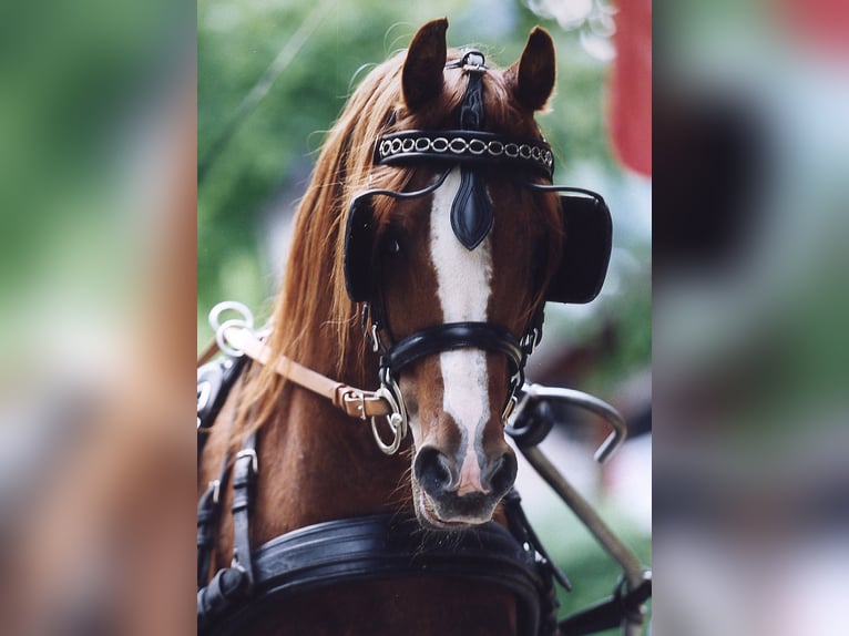 Arabian horses Stallion Chestnut-Red in S&#xF6;ll