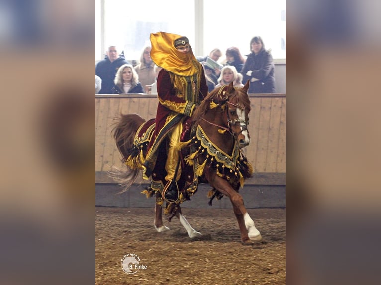 Arabian horses Stallion Chestnut-Red in S&#xF6;ll