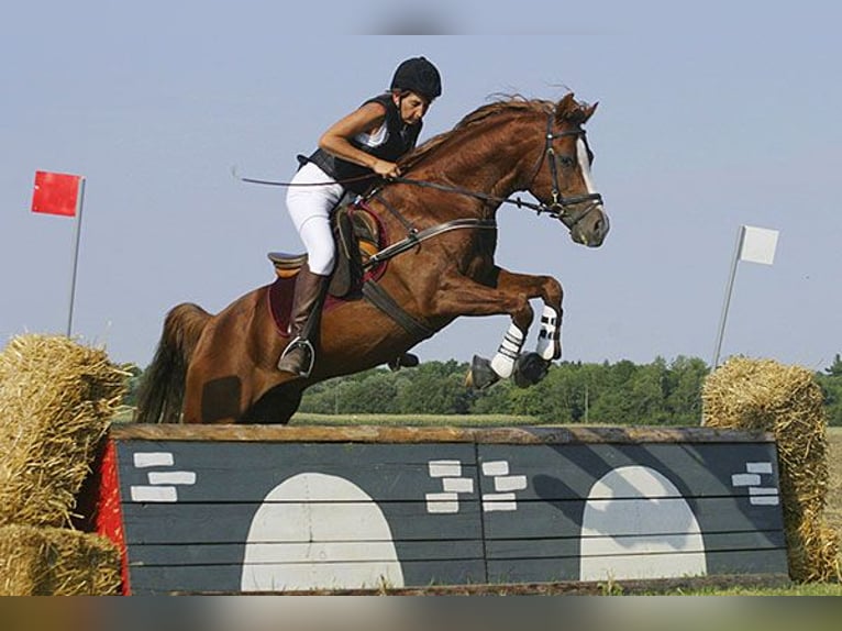 Arabian horses Stallion Chestnut-Red in S&#xF6;ll