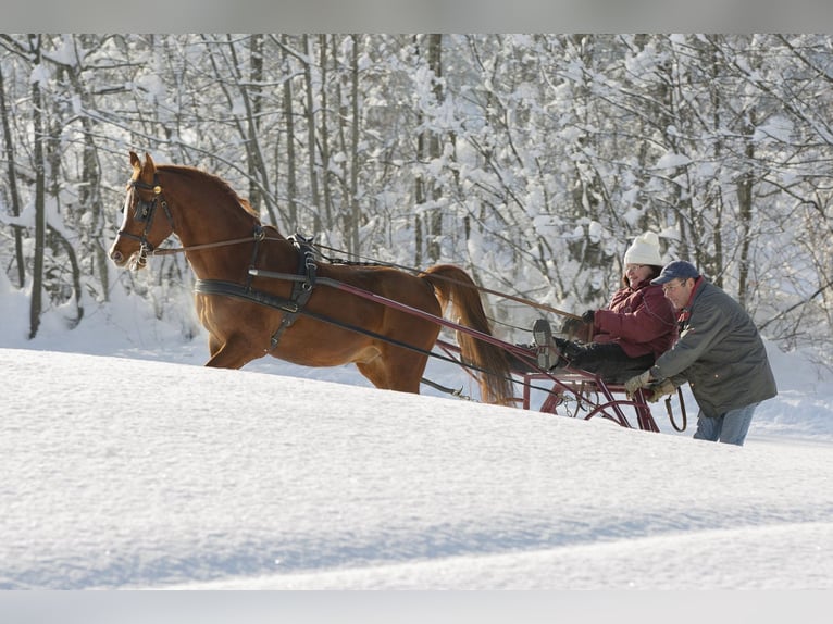 Arabian horses Stallion Chestnut-Red in S&#xF6;ll