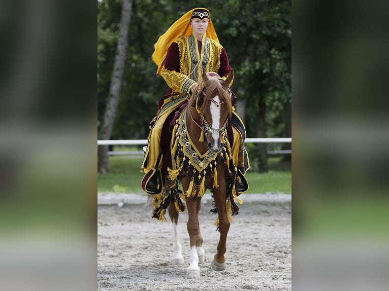 Arabian horses Stallion Chestnut-Red in S&#xF6;ll