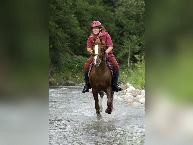 Arabian horses Stallion Chestnut-Red in S&#xF6;ll