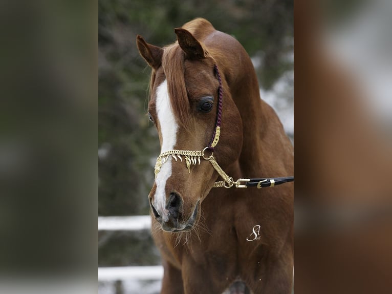 Arabian horses Stallion Chestnut-Red in S&#xF6;ll