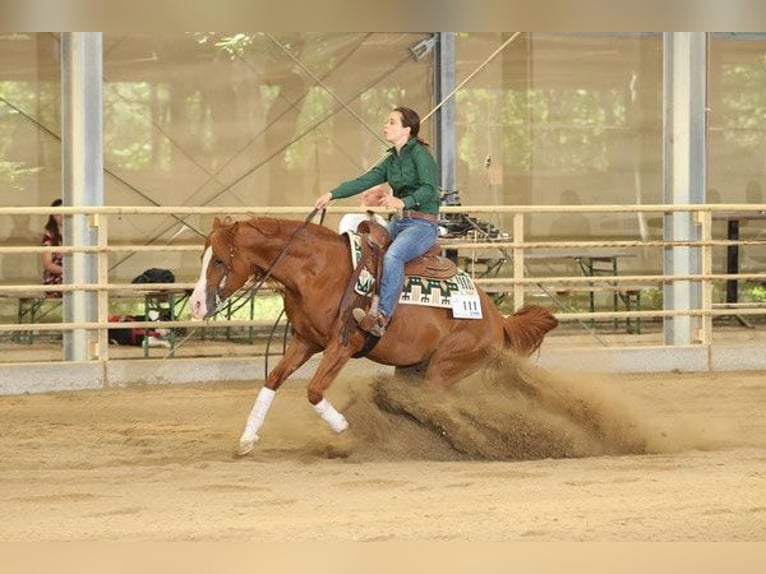 Arabian horses Stallion Chestnut-Red in Kirchzell