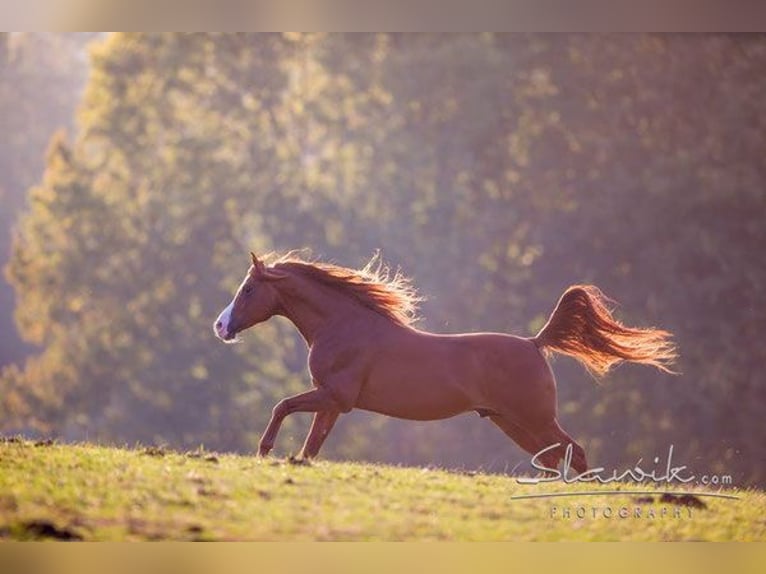 Arabian horses Stallion Chestnut-Red in Kirchzell
