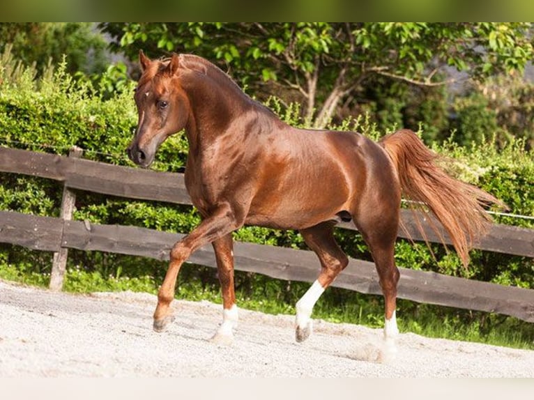Arabian horses Stallion Chestnut-Red in Kirchzell