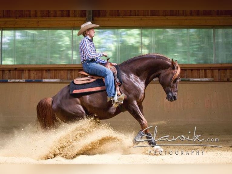 Arabian horses Stallion Chestnut-Red in Kirchzell