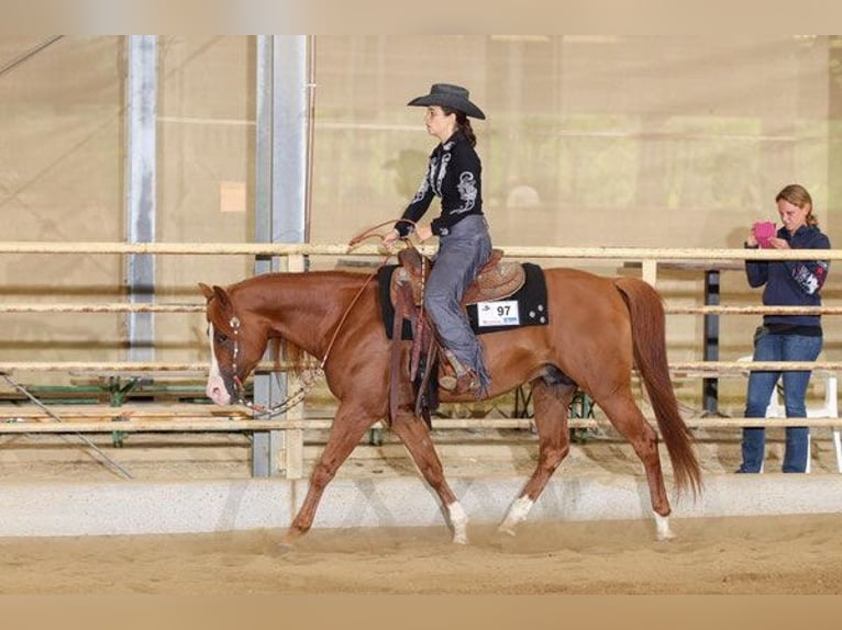 Arabian horses Stallion Chestnut-Red in Kirchzell
