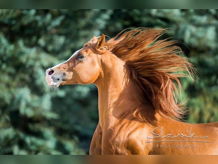 Arabian horses Stallion Chestnut-Red in Kirchzell