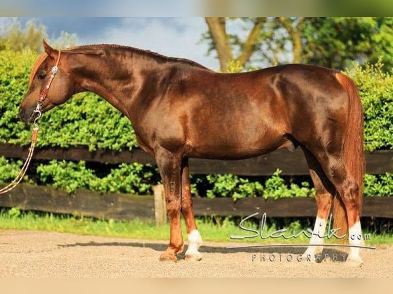Arabian horses Stallion Chestnut-Red in Kirchzell