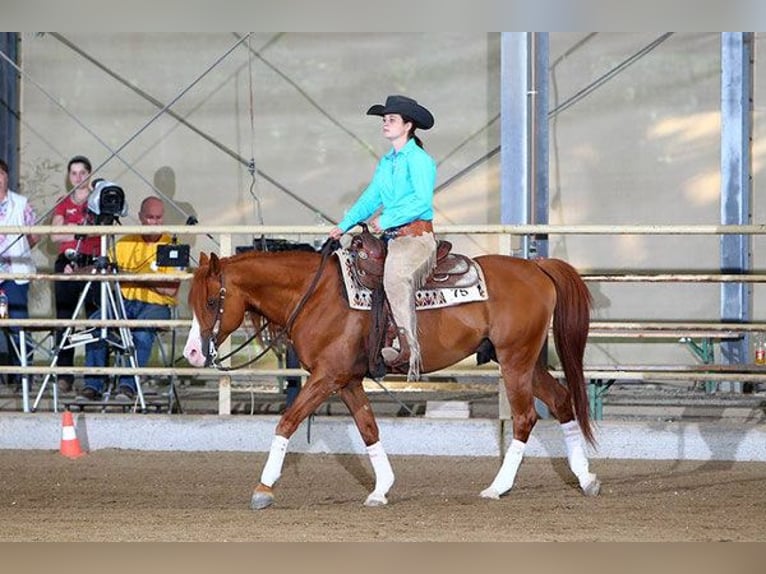 Arabian horses Stallion Chestnut-Red in Kirchzell