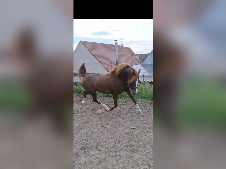 Arabian horses Stallion Chestnut-Red in Ustersbach