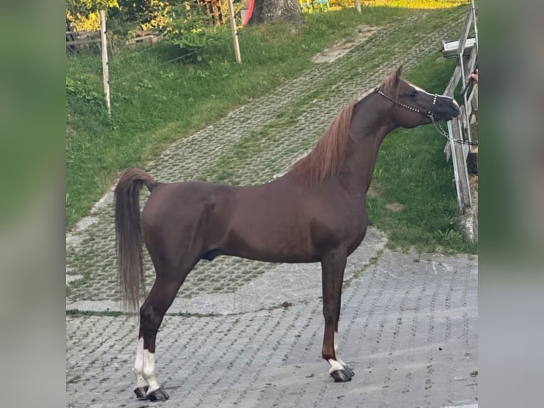 Arabian horses Stallion Chestnut-Red in Ustersbach