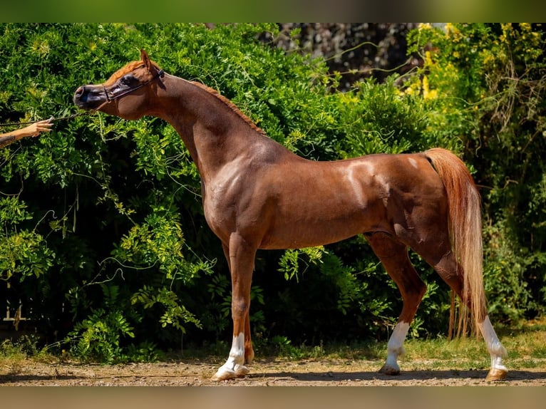 Arabian horses Stallion Chestnut-Red in Ustersbach