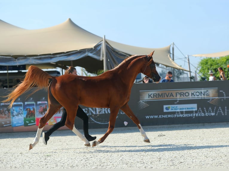 Arabian horses Stallion Chestnut-Red in Decin