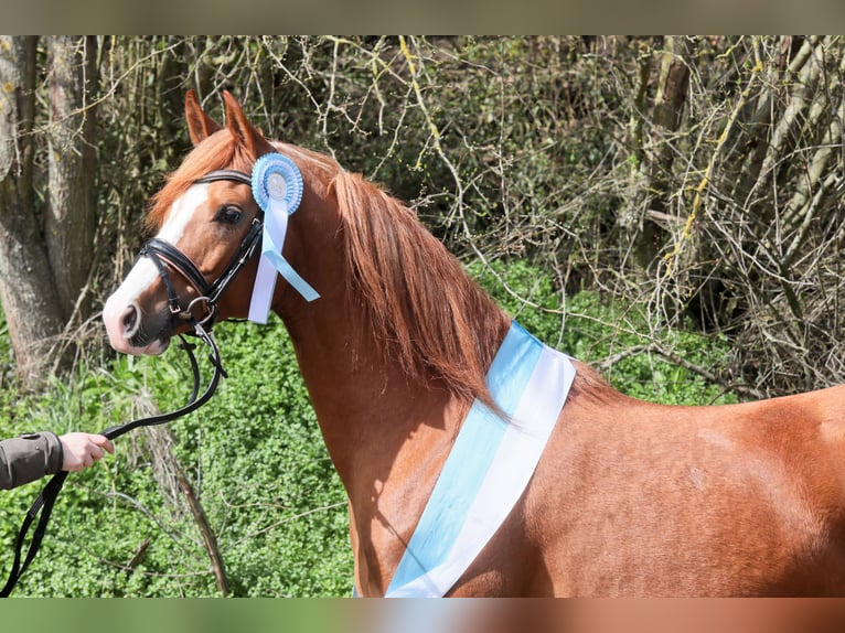 Arabian horses Stallion Chestnut-Red in Decin