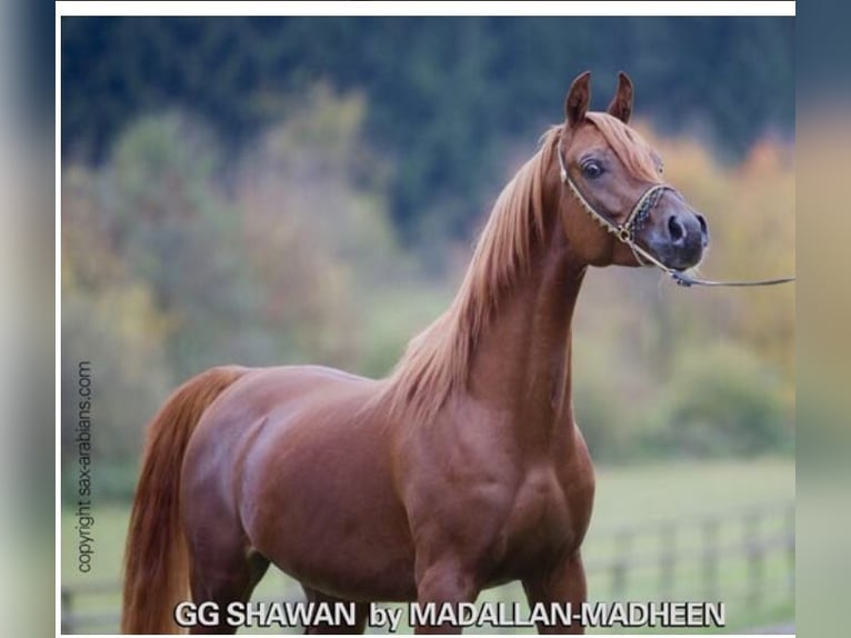 Arabian horses Stallion Chestnut-Red in Arenrath