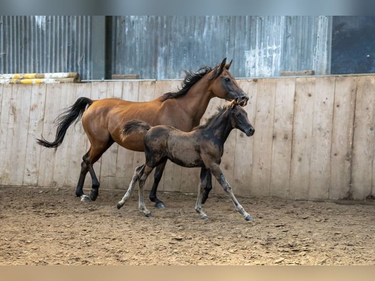 Arabian horses Stallion Chestnut-Red in Arenrath