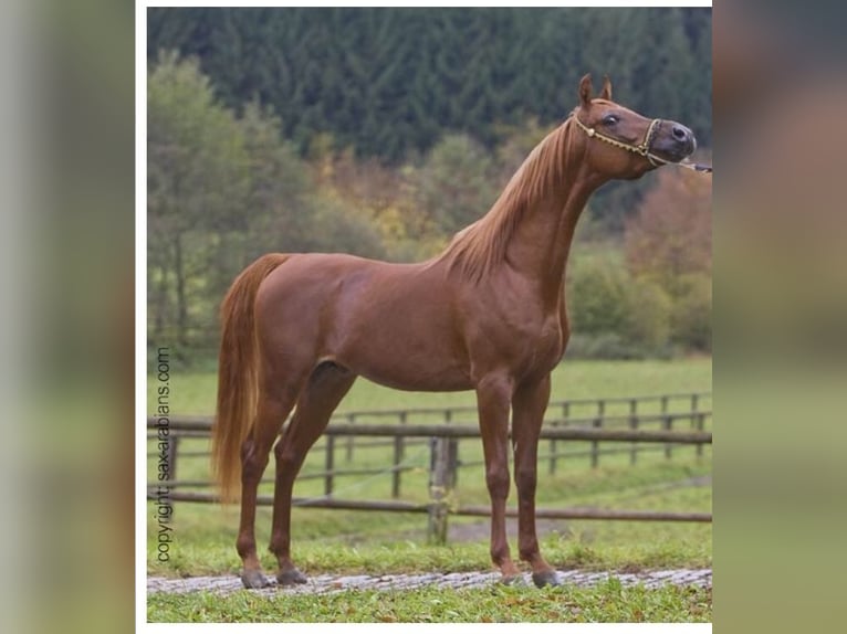 Arabian horses Stallion Chestnut-Red in Arenrath