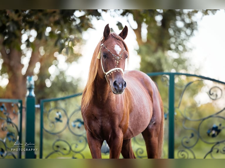 Arabian horses Stallion Chestnut in Schee&#xDF;el