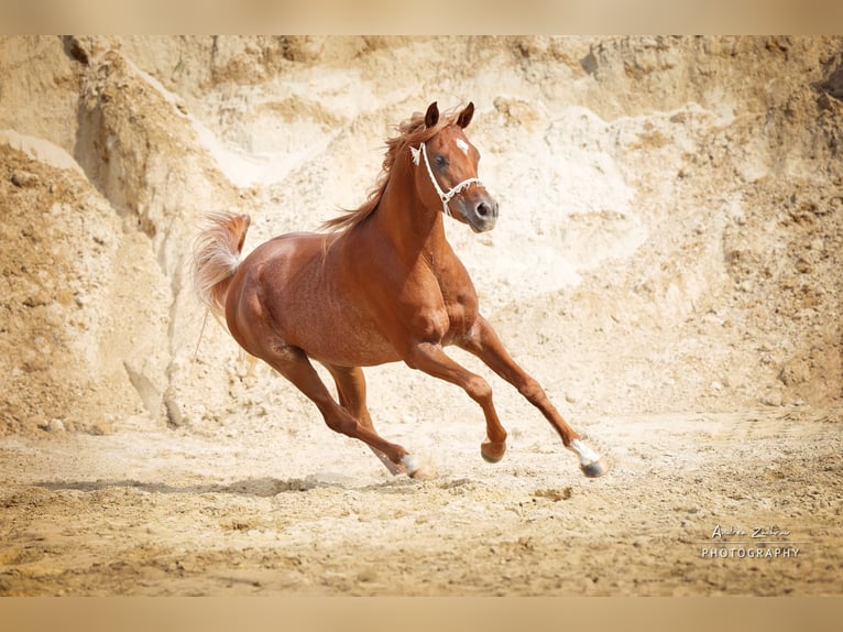 Arabian horses Stallion Chestnut in Schee&#xDF;el