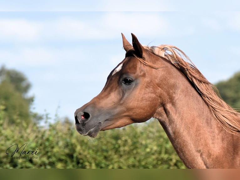 Arabian horses Stallion Chestnut in Schee&#xDF;el