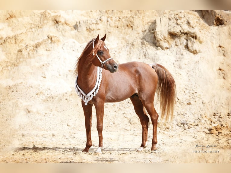 Arabian horses Stallion Chestnut in Schee&#xDF;el