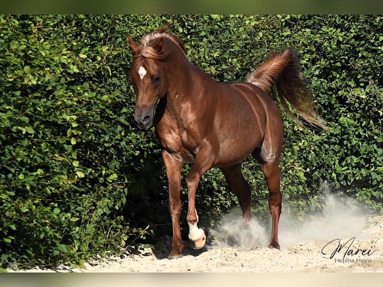 Arabian horses Stallion Chestnut in Schee&#xDF;el