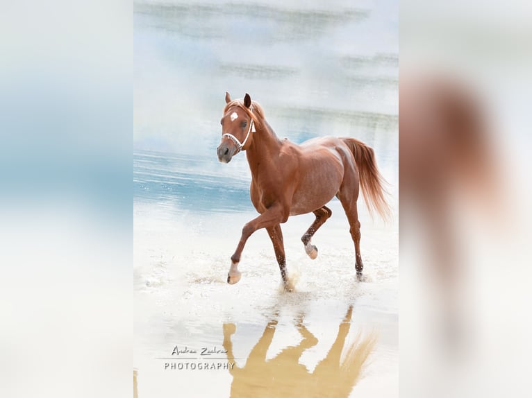 Arabian horses Stallion Chestnut in Schee&#xDF;el