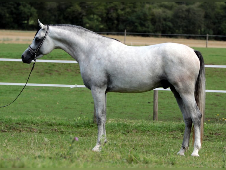 Arabian horses Stallion in Gem&#xFC;nden (Felda)