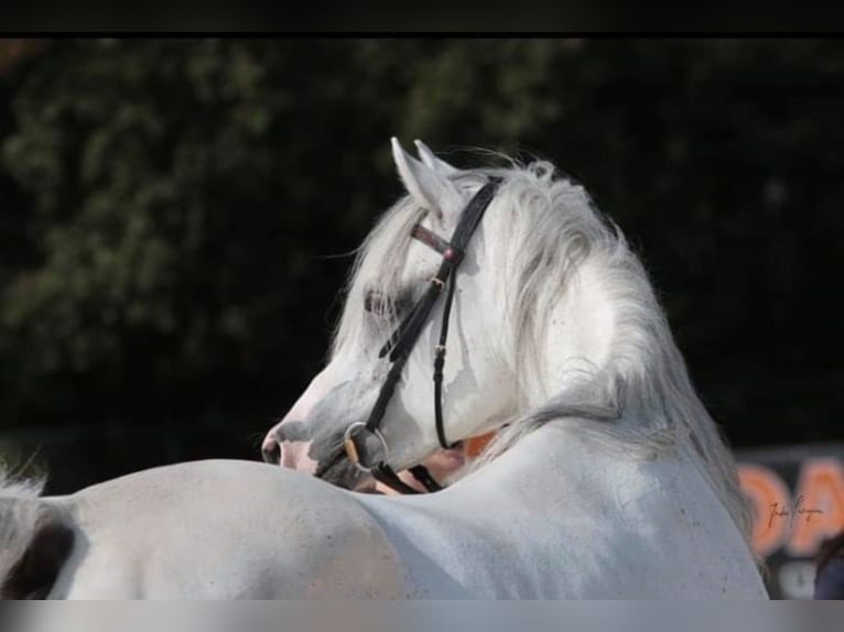Arabian horses Stallion in Meerdonk