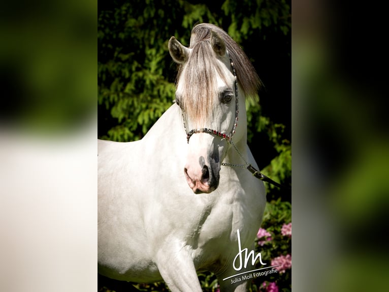 Arabian horses Stallion in S&#xF6;ll
